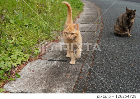 可愛い茶トラの子猫とお母さん猫 126254729