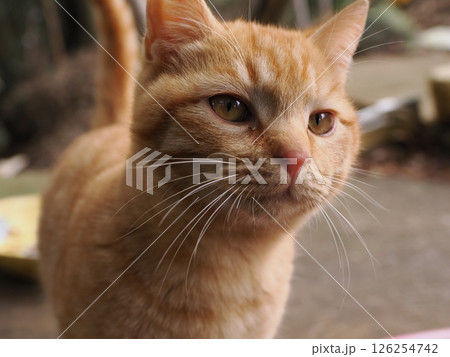 可愛い茶トラの子猫とお母さん猫 126254742