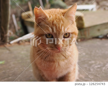 可愛い茶トラの子猫とお母さん猫 可愛い茶トラの子猫とお母さん猫 126254743