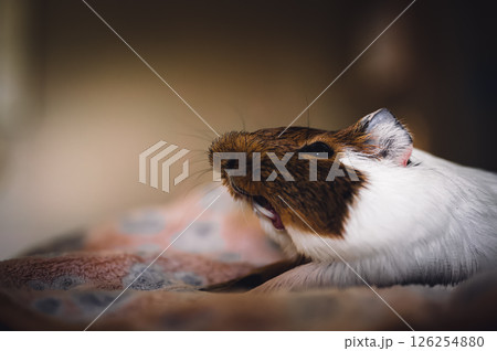 Side view of a tired Guinea pig laying on a blanket while stretching and yawning. Side view of a tired Guinea pig laying on a blanket while stretching and yawning. 126254880