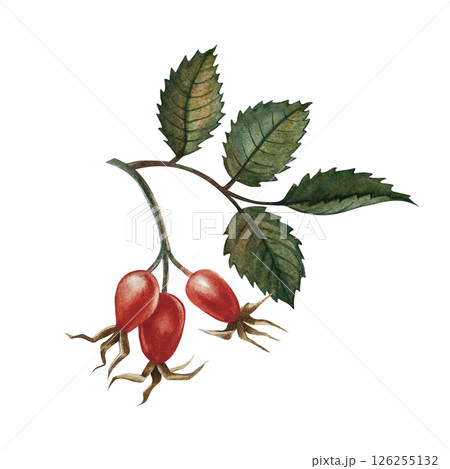 Rosehip fruits. Handmade watercolor illustration. color image of an autumn vitamin fruit. The isolate. For labels, packages, printed products, stickers, posters and banners. 126255132