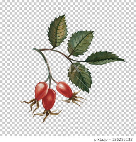 Rosehip fruits. Handmade watercolor illustration. color image of an autumn vitamin fruit. The isolate. For labels, packages, printed products, stickers, posters and banners. 126255132