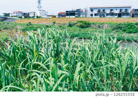 茅 川辺 茅 川辺 126255358