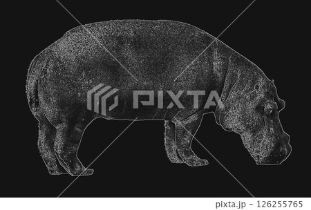 Hippopotamus Hippopotamus 126255765