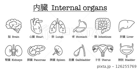 脳、心臓などの内臓のイラストセット 126255769