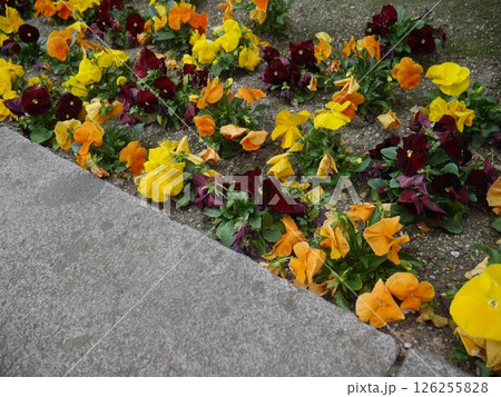 パンジーの花壇 126255828