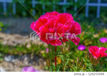満開の色鮮やかなピンクのゴデチアの花 126255896