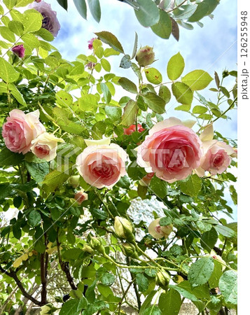 青空に映えるバラ 青空に映えるバラ 126255948