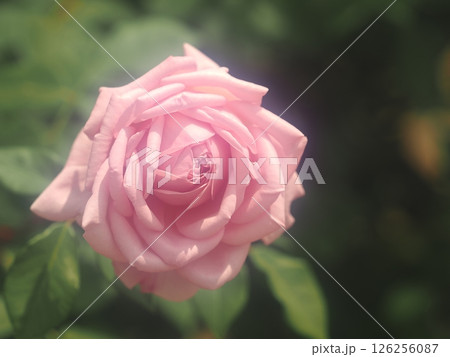 バラ「ソニア リキエル」 バラ「ソニア リキエル」 126256087