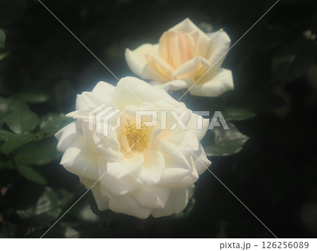 バラ「ルスティカ」 126256089