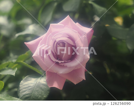 バラ「シャルル ドゥ ゴール」 126256090