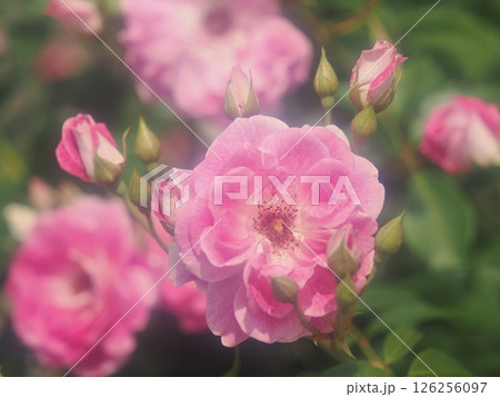 バラ「ブリリアント ピンク アイスバーグ」 バラ「ブリリアント ピンク アイスバーグ」 126256097