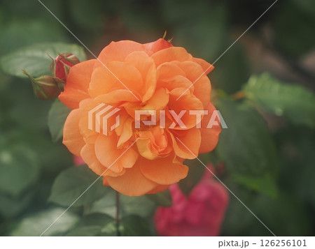 バラ「ウェスターランド」 126256101