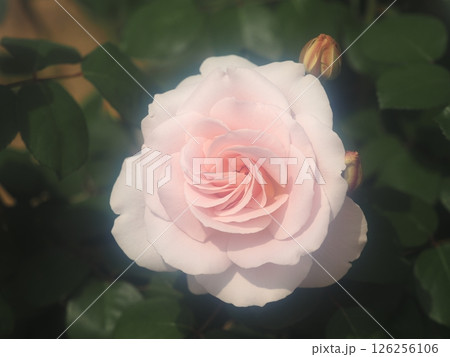 バラ「プレイ(祈り)」 126256106
