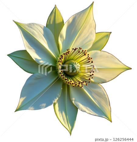 冬に咲くクリスマスローズの幻想的な一瞬 126256444