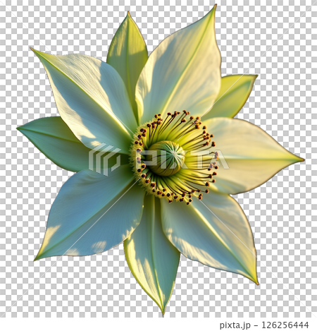 冬に咲くクリスマスローズの幻想的な一瞬 126256444