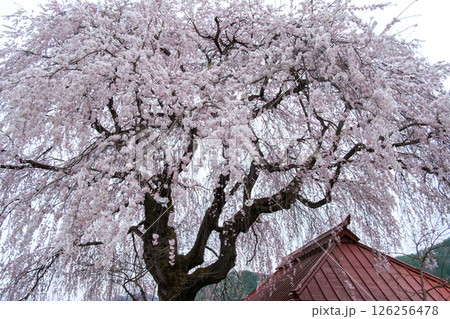 枝垂れ桜と観音堂 枝垂れ桜と観音堂 126256478