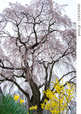 スイセンとしだれ桜 スイセンとしだれ桜 126256480