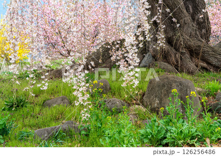 しだれ桜の花びら しだれ桜の花びら 126256486