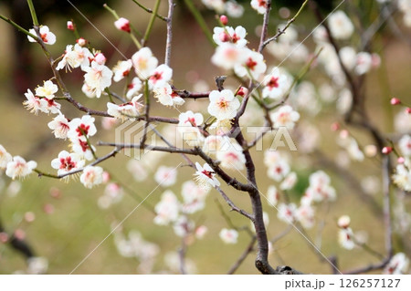 爽やか　白梅の花　古今集 126257127