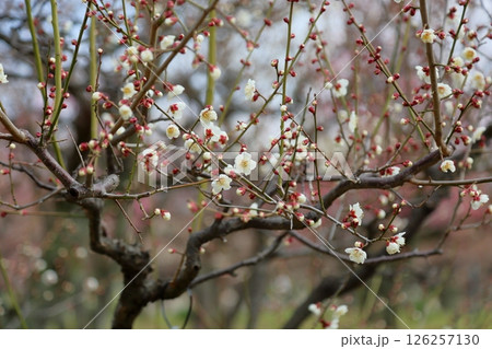 白梅の花　南高 126257130