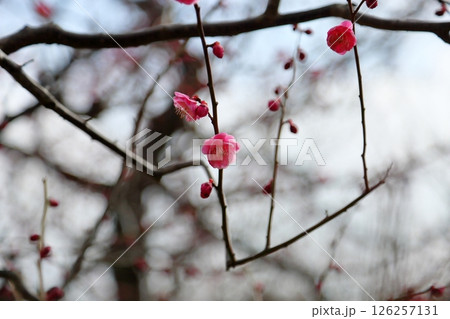 可愛い 梅の花 八重唐梅 可愛い 梅の花 八重唐梅 126257131