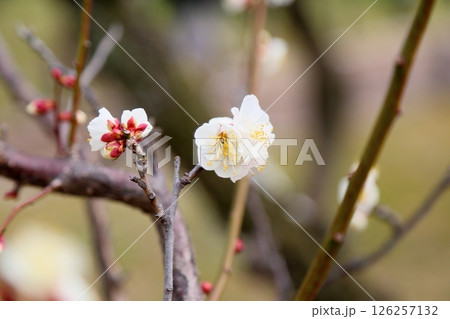 白梅の花　一重野梅 126257132