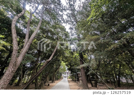 辛國神社の参道の木々 辛國神社の参道の木々 126257519