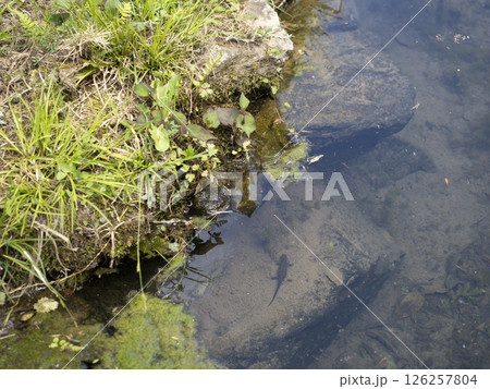 和風の池のイモリくん 和風の池のイモリくん 126257804