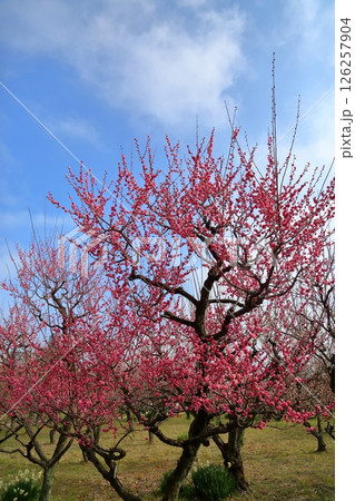 鮮やか　梅の花　八重寒紅 126257904