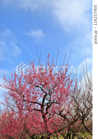 鮮やか　梅の花　八重寒紅 126257905