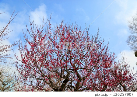 鮮やか 梅の花 八重寒紅 鮮やか 梅の花 八重寒紅 126257907