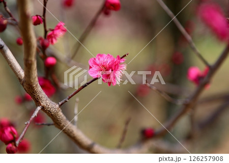 鮮やか 梅の花 鹿児島紅 鮮やか 梅の花 鹿児島紅 126257908