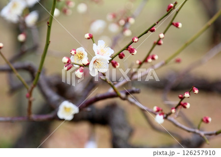 爽やか　白梅の花　一重野梅 126257910