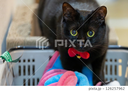 黒猫 黒猫 126257962
