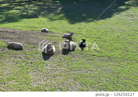 のんびり過ごす羊たち　秩父高原牧場　東秩父村 126258127