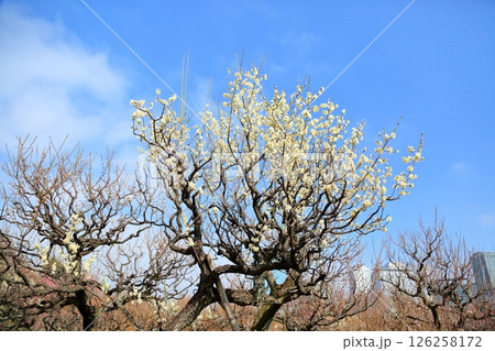 爽やか 白梅の花 月影 爽やか 白梅の花 月影 126258172