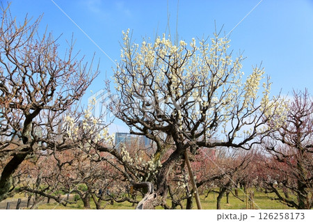爽やか　白梅の花　月影 126258173