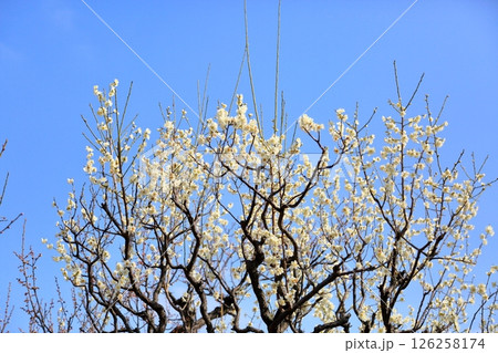 爽やか 白梅の花 月影 爽やか 白梅の花 月影 126258174