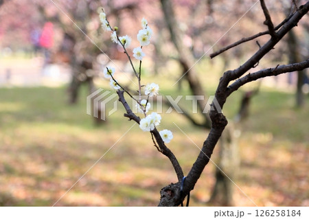 爽やか 白梅の花 月の桂 爽やか 白梅の花 月の桂 126258184