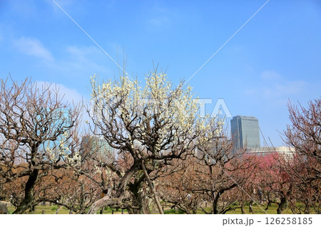 爽やか　白梅の花　月影 126258185