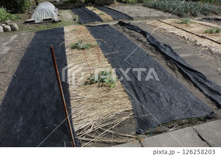 スイカ畑　五月 126258203