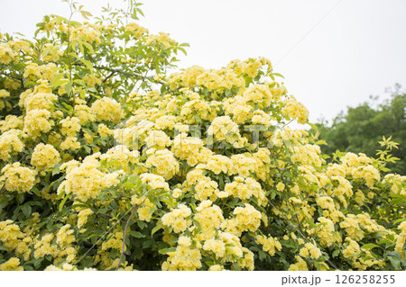 黄色いモッコウバラの花 126258255