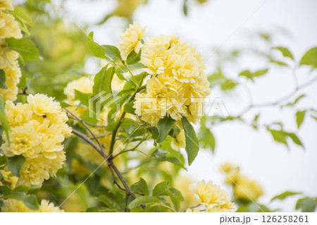 黄色いモッコウバラの花 126258261