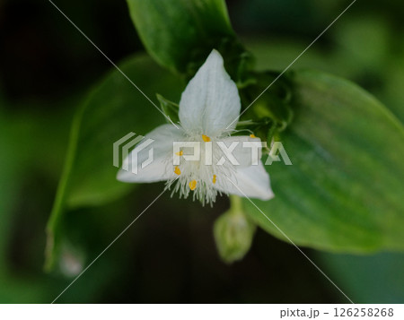 帰化植物 ツユクサ科の多年草 トキワツユクサの白い花 126258268
