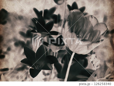 モノクロで撮ったチューリップとゼフィランサスの花をネガに反転したフィルム写真 モノクロで撮ったチューリップとゼフィランサスの花をネガに反転したフィルム写真 126258340