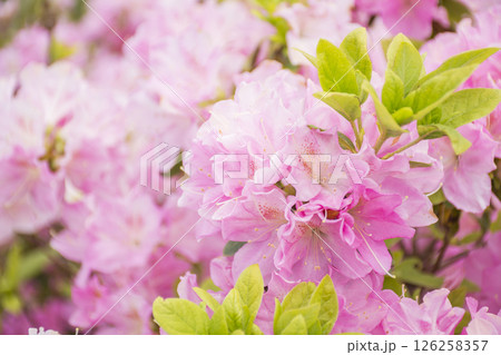 ツツジの花 ツツジの花 126258357