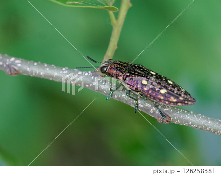 エノキの枝に止まるタマムシ科アオマダラタマムシ エノキの枝に止まるタマムシ科アオマダラタマムシ 126258381