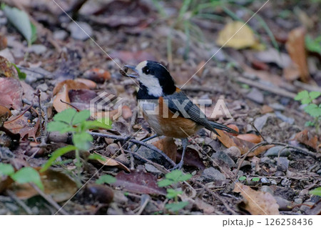 地面で採餌するシジュウカラ科ヤマガラ 126258436