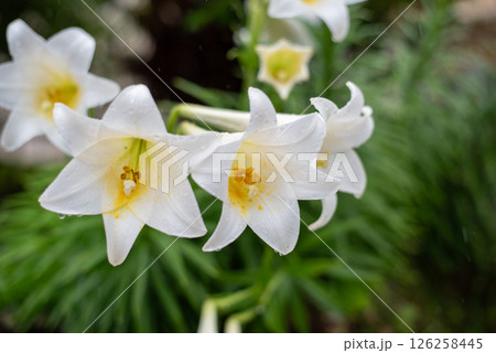 雨に濡れて雨粒の残る白いテッポウウユリの花 126258445